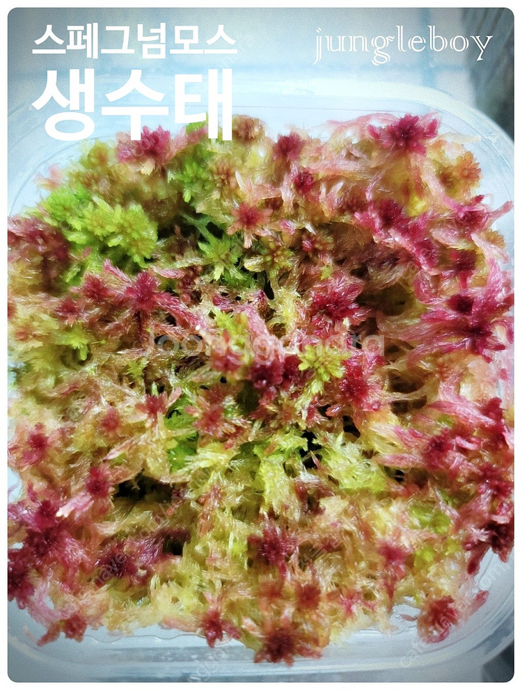 테라리움 비바리움 팔루다리움 정글식물 벌레잡이제비꽃 프리뮬리플로라 제주애기모람 바리에가타 신테니시 식충식물 아프리카...--7